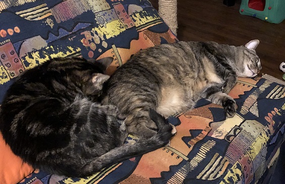 two cats curled up on the couch